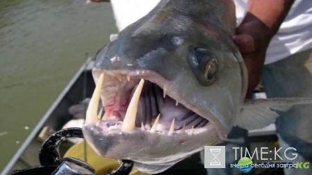 Неожиданный улов: фотографии повергнут в шок