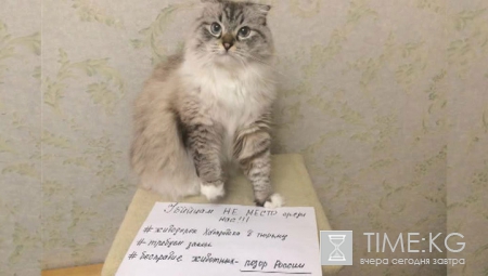 Новости Хабаровска живодерки: жутки истории с живодерством случались и до Алины и Алены