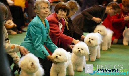Где пройдет Чемпионат мира собак 2017