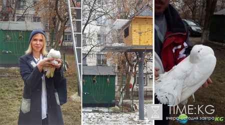 Голубятня в Кишиневском дворе. Возрождение замечательной традиции прошлых лет