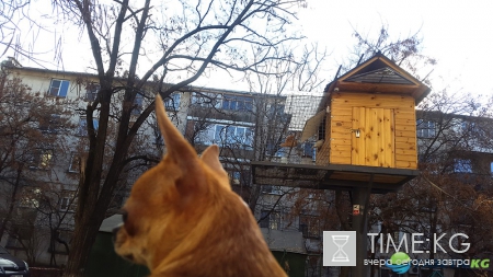 Голубятня в Кишиневском дворе. Возрождение замечательной традиции прошлых лет