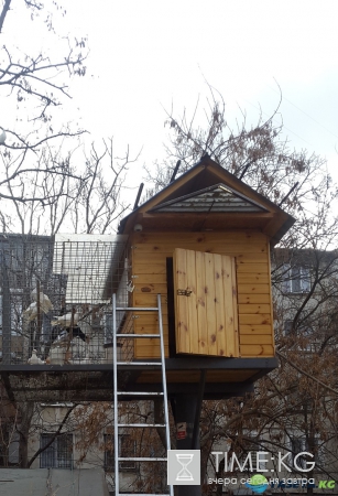 Голубятня в Кишиневском дворе. Возрождение замечательной традиции прошлых лет