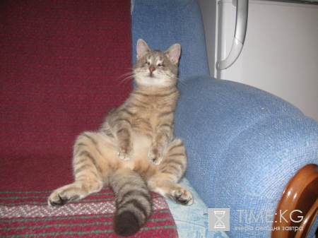 Хабаровские живодерки скоро начнут «уступать» Кировским живодерам