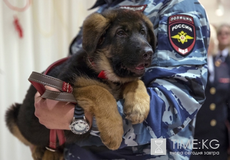 Пес Добрыня: овчарка, подаренная Франции Россией, не пригодна к службе в полиции