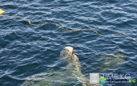 Разбился самолет в Сочи 2016: о чем свидетельствует характер обломков, фото