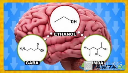 Реакцию головного мозга на алкоголь показали на видео в YouTube