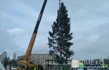 В Киеве установили главную елку страны (фото)