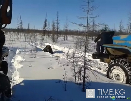 Видео как давят медведя Уралом в Якутии