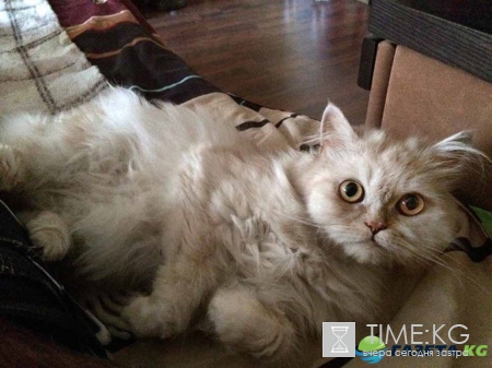 Виталий Козловский: Кошка не хочет ни с кем меня делить