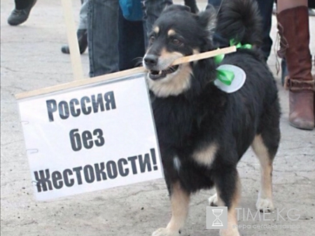 Живодерки из Хабаровска последние новости: полиция адекватно реагирует на любой сигнал о зоожестокости