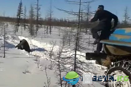 В Якутии задавили медведя видео