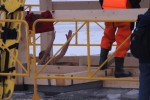 Сотни петербуржцев окунаются в ледяную воду