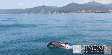 Цена на отдых без посредников в Лазаревском в частном секторе 2017