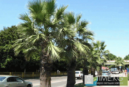 Цена на отдых без посредников в Лазаревском в частном секторе 2017