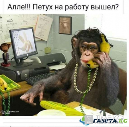 Гороскоп по знакам зодиака и году рождения: год Огненного Петуха, что ждать всем знакам