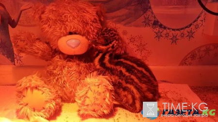 Купив на eBay странное яйцо, американка даже не подозревала, кто из него вылупиться