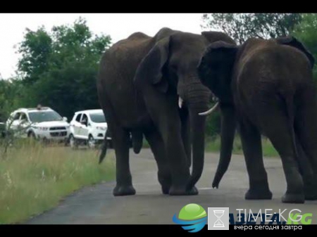 «Не на жизнь, а на смерть»: сражение двух гигантских слонов взорвало соцсети