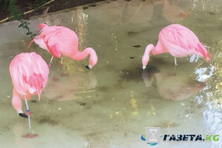 Неделя на печеных яблоках и хлебосольное русское Рождество на побережье Коста-Бланки