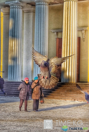 Завораживающее зрелище! Голуби у кафедрального собора в Кишиневе.
