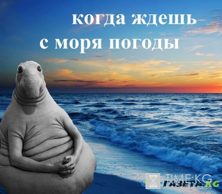 Жди меня, и я вернусь: как новый мем взорвал Интернет
