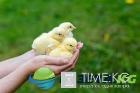 «У них там своя атмосфера»: в преддверии Лунного нового года кафе на Тайване «атаковали» цыплята