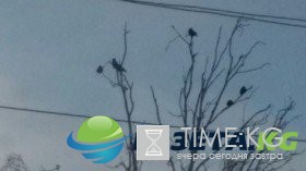 Жители Барнаула рассказали о необычном явлении в их регионе
