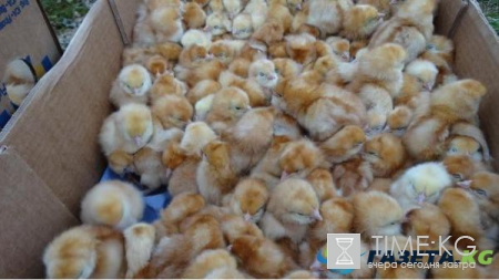 Это надо видеть: среди поля в Британии нашли тысячу цыплят