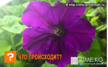 Когда сажать петунию на рассаду в 2017 году по лунному календарю: благоприятные дни для посева, календарь цветовода