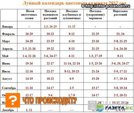 Когда сажать петунию на рассаду в 2017 году по лунному календарю: благоприятные дни для посева, календарь цветовода