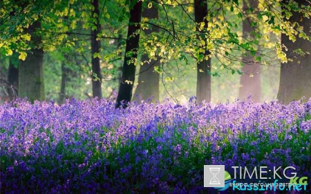 Лунный календарь стрижки окраски волос на май 2017 года