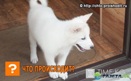 Марина Африкантова хочет завести собаку до 1 марта