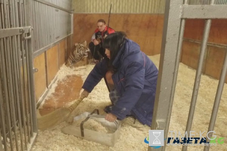 Нелли Ермолаева рискует жизнью ради шоу