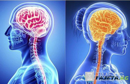 Новости науки:у мужчин и женщин обнаружены отличия в структуре мозга