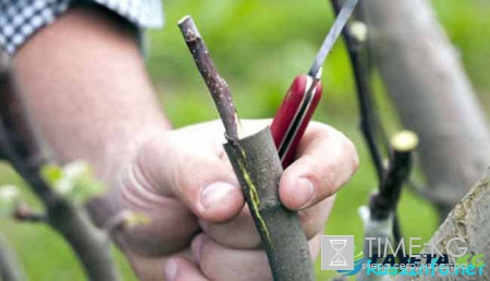 Посевной календарь на апрель 2017 года