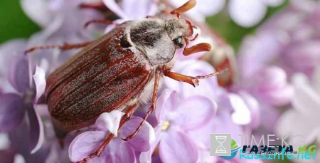 Посевной календарь на май 2017 года