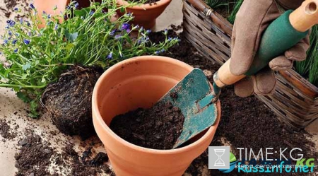 Посевной календарь на май 2017 года