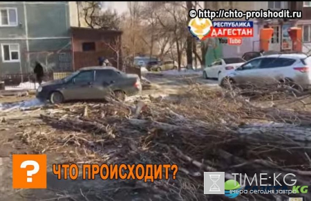 В Дагестане громадное дерево рухнуло на легковой автомобиль – видео ужаснуло жителей