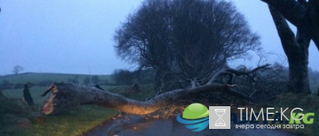В Северной Ирландии ураган повредил аллею из «Игры престолов»