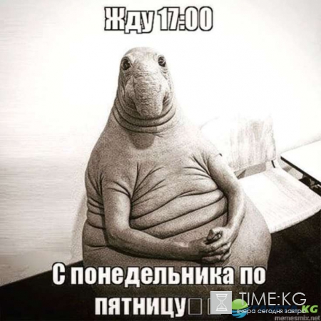 Ждун кто это, откуда появился, фото мегапопулярного мема