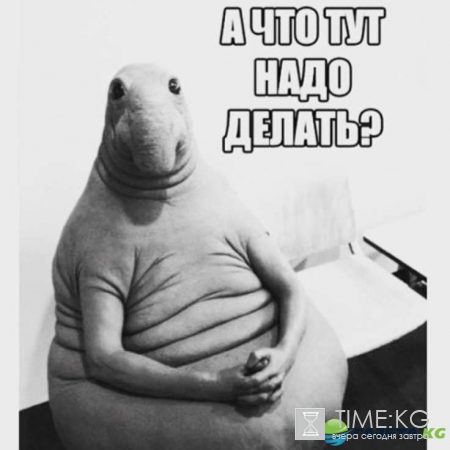 Ждун кто это, откуда появился, фото мегапопулярного мема