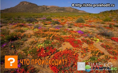 Цветочные чудеса: 13 красивых мест для идеального отпуска