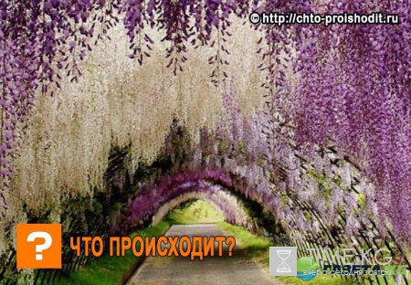Цветочные чудеса: 13 красивых мест для идеального отпуска
