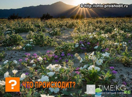 Цветочные чудеса: 13 красивых мест для идеального отпуска