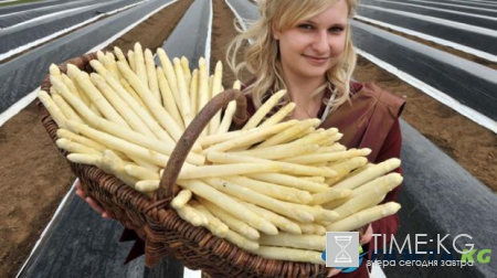 Это надо видеть: деликатес для стройной фигуры выращивают в Германии