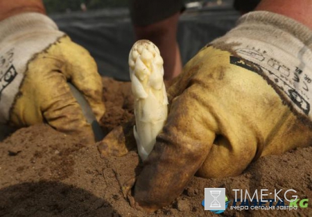 Это надо видеть: деликатес для стройной фигуры выращивают в Германии