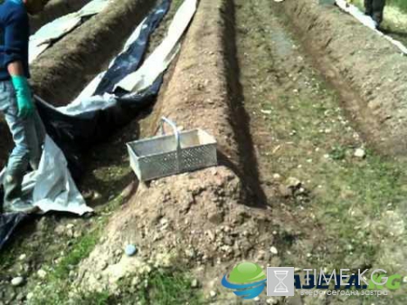 Это надо видеть: деликатес для стройной фигуры выращивают в Германии