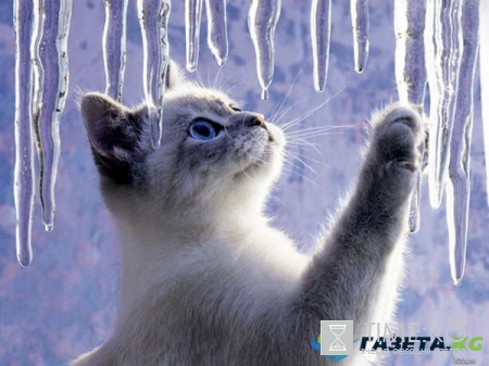 Гисметео: погода пришла чисто мартовская, к выходным похолодает и заснежит