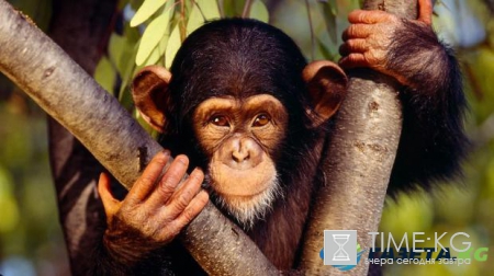 Китайский гороскоп: открой новые возможности, познав себя