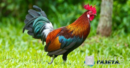 Китайский гороскоп: открой новые возможности, познав себя