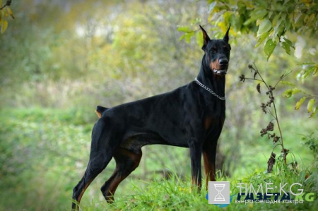 Китайский гороскоп: открой новые возможности, познав себя